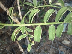 Swainsona procumbens