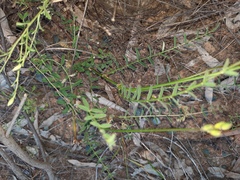 Swainsona procumbens