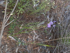 Swainsona procumbens
