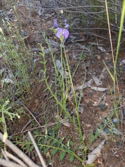 Swainsona procumbens