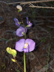 Swainsona procumbens