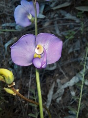 Swainsona procumbens