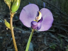 Swainsona procumbens