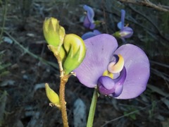 Swainsona procumbens