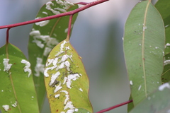 Eucalyptolyma maideni