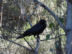 Corvus orru