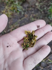 Crocodia