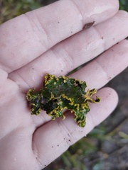 Crocodia
