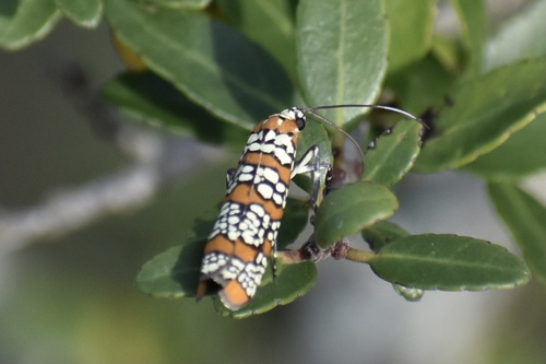 Atteva punctella image