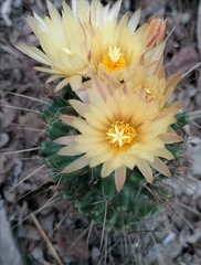 Coryphantha octacantha