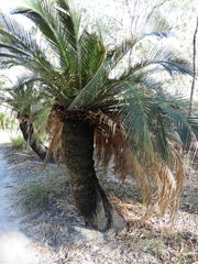 Macrozamia moorei