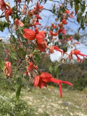 Salvia sessei