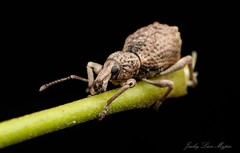 Leptopius tetraphysodes