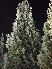 Quercus × warei