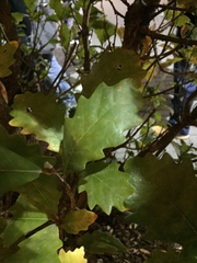 Quercus × warei
