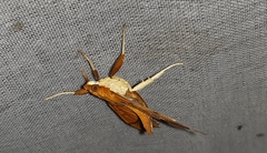 Anarmodia arcadiusalis