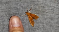 Anarmodia arcadiusalis