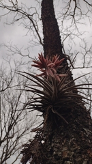 Tillandsia didisticha