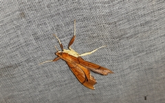 Anarmodia arcadiusalis