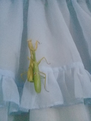 Stagmatoptera femoralis