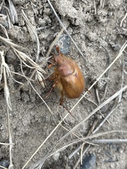 Aulacopalpus pilicollis