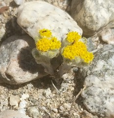 Eriophyllum pringlei