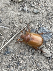 Aulacopalpus pilicollis