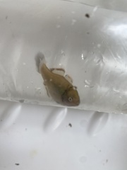 Hypseleotris