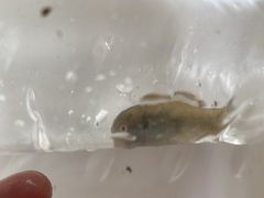 Hypseleotris