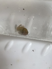 Hypseleotris
