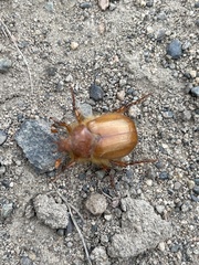 Aulacopalpus pilicollis