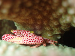 Trapezia rufopunctata