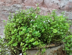 Clinopodium brownei