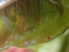 Asterochiton simplex