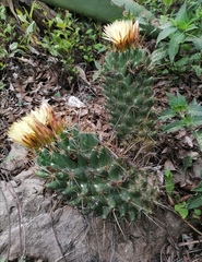 Coryphantha octacantha