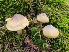 Tricholoma subaureum