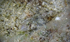 Synchiropus rosulentus
