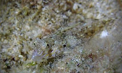 Synchiropus rosulentus