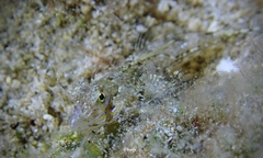 Synchiropus rosulentus