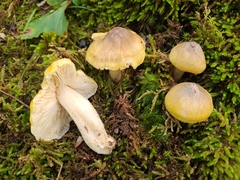 Tricholoma subaureum