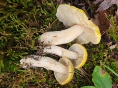 Tricholoma subaureum