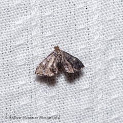 Drosophantis caeruleata