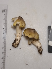 Tricholoma subaureum