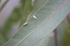 Eucalyptolyma maideni