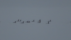 Nannopterum brasilianum