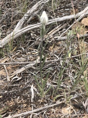 Helichrysum leucopsideum