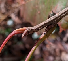 Callirhytis medularis