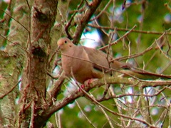 Zenaida macroura carolinensis