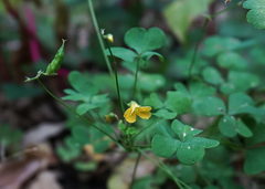 Oxalis stricta