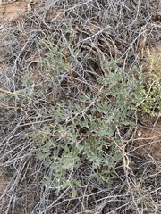 Sphaeralcea grossulariifolia